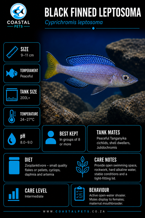 Black Finned Slender Cichlid (50-60mm)