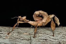 Giant Leafy Stick Insect