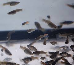 Feeder Guppys 10-25mm+-
