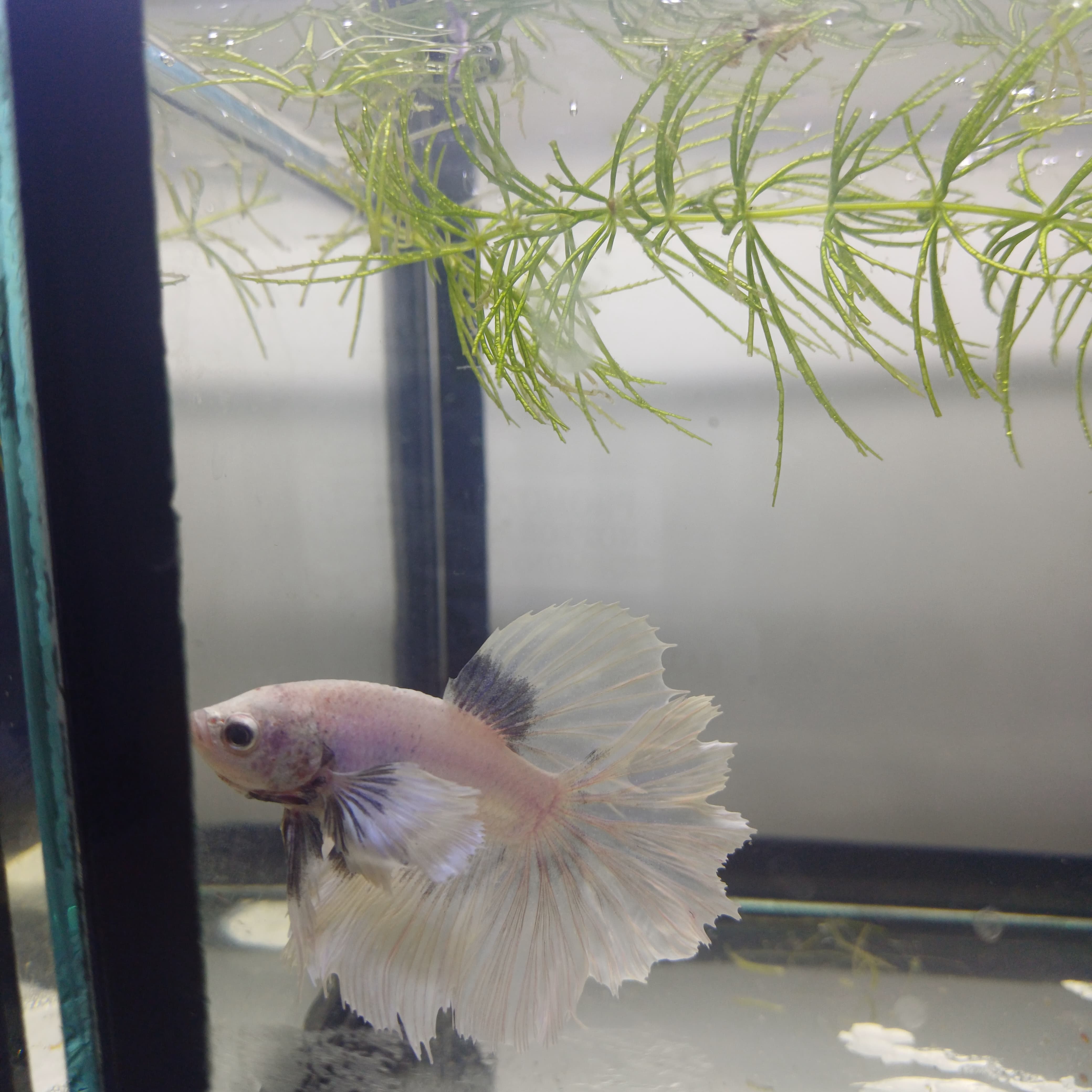 Betta-Dumbo #1