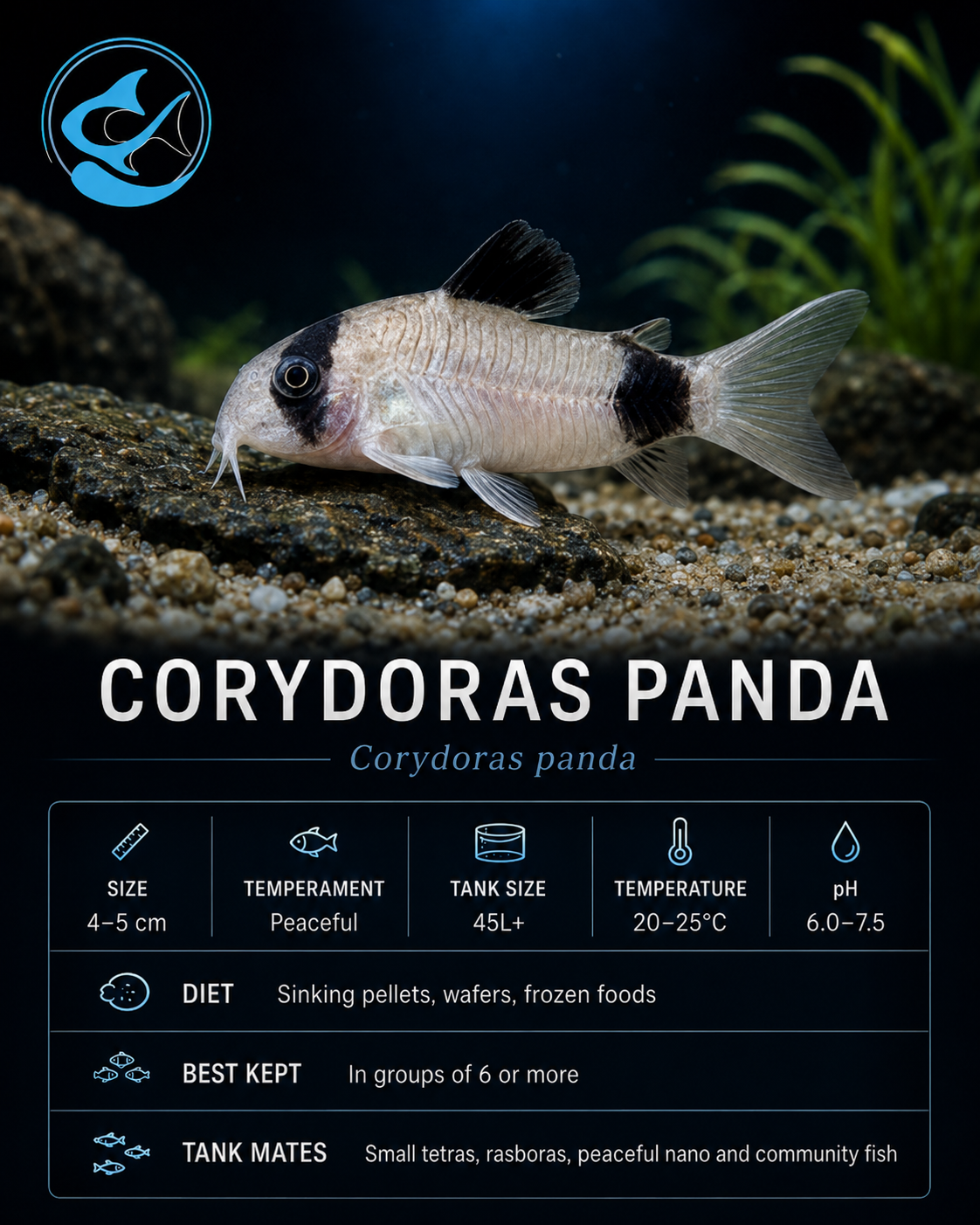 Corydoras-Panda