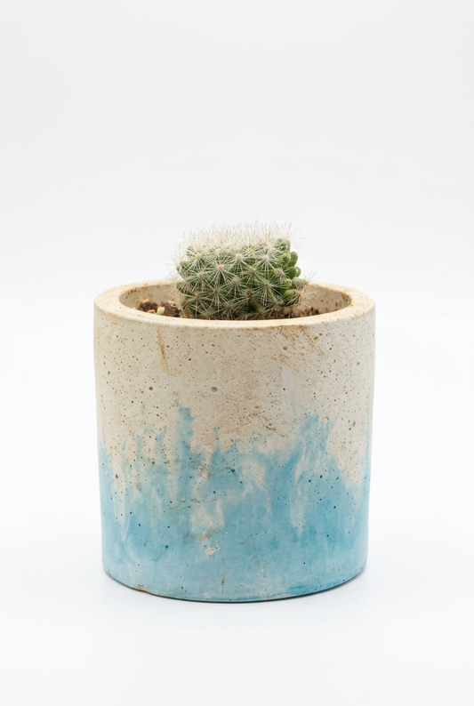 Mammillaria hahniana Cactus M5