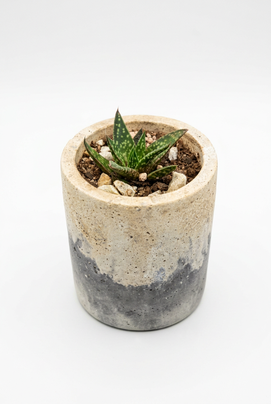 Gasteraloe Mini Aloe M18