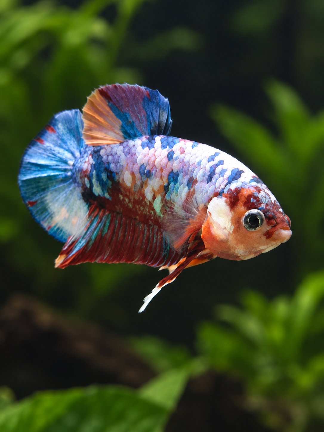 Betta-Multicolour Plakat