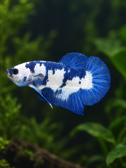 Betta-Blue Panda