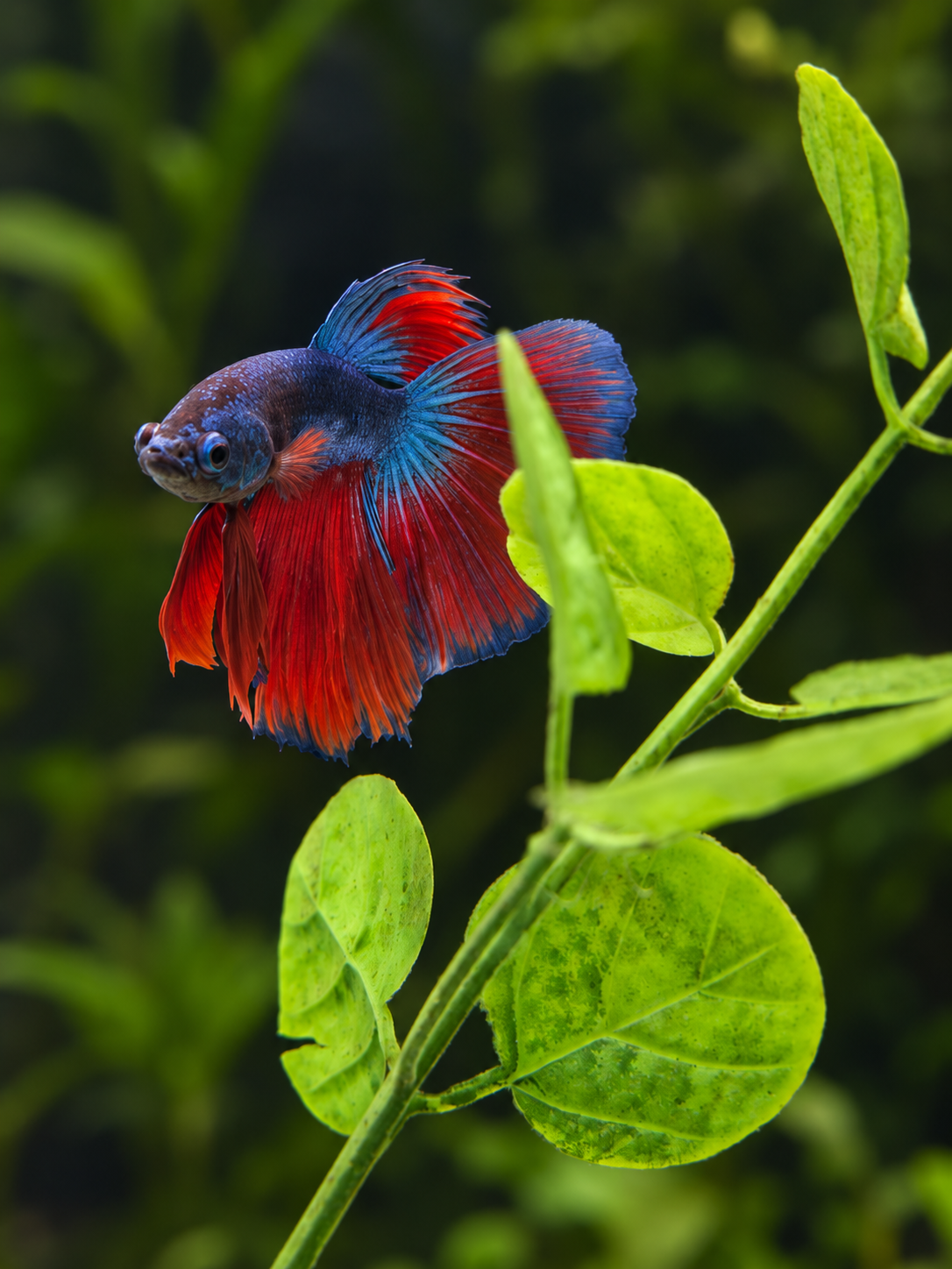 Betta Male-Halfmoons