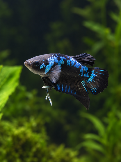 Betta Male-Blue Samurai