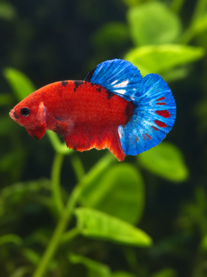 Betta-Hellboy Spiderman
