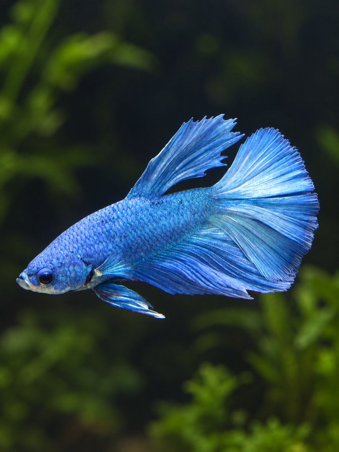 Betta-Halfmoon Assorted