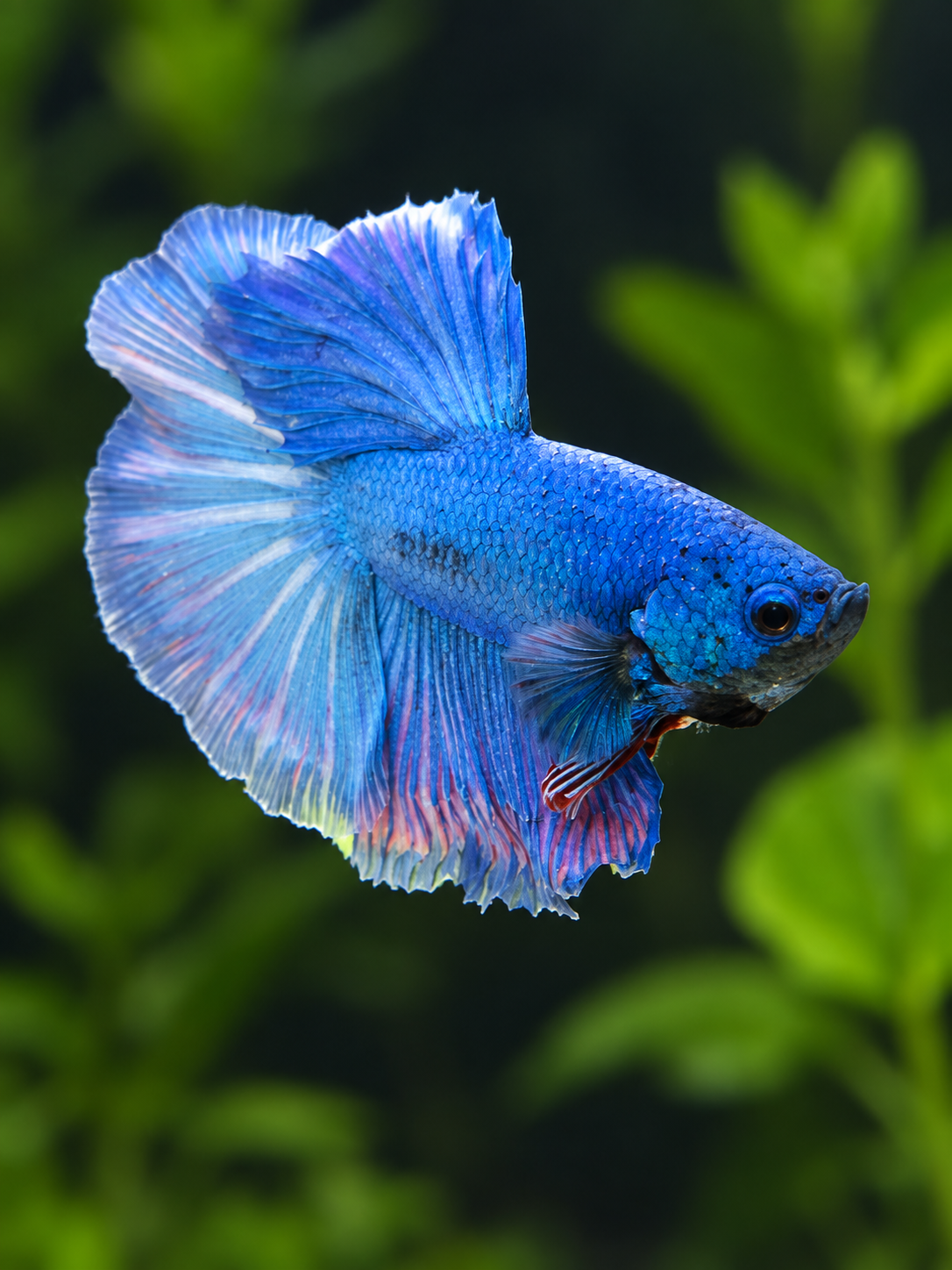 Betta-Halfmoon Assorted