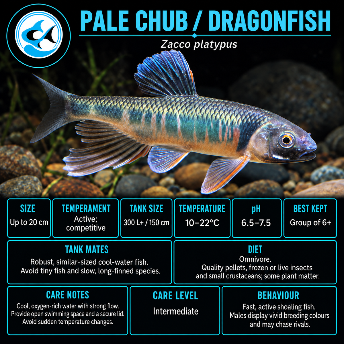 Pale Chub/ Dragonfish