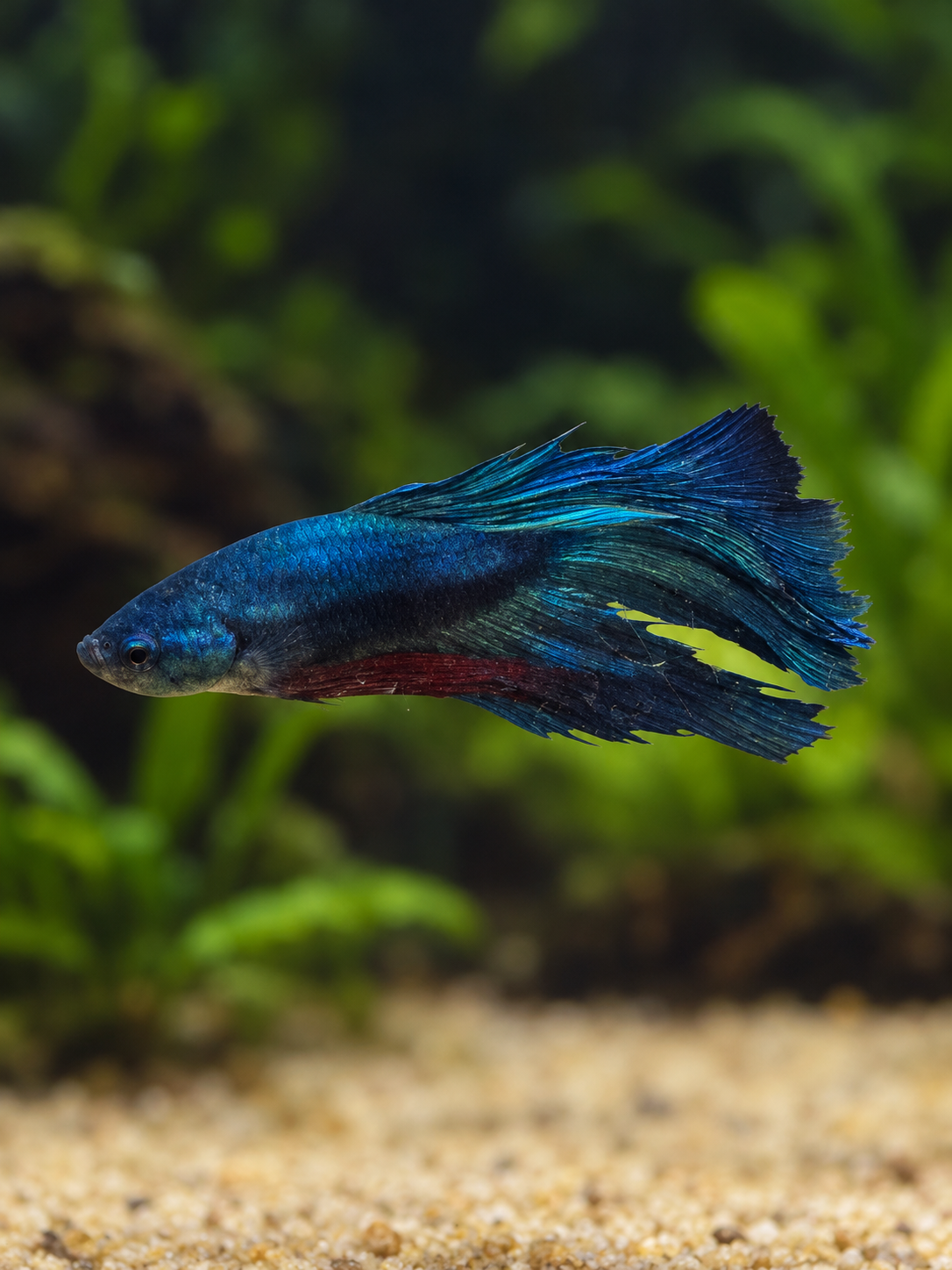 Betta Male-Halfmoons
