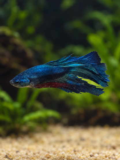 Betta Male-Halfmoons