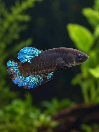 Betta-Avatar Plakat-A Grade
