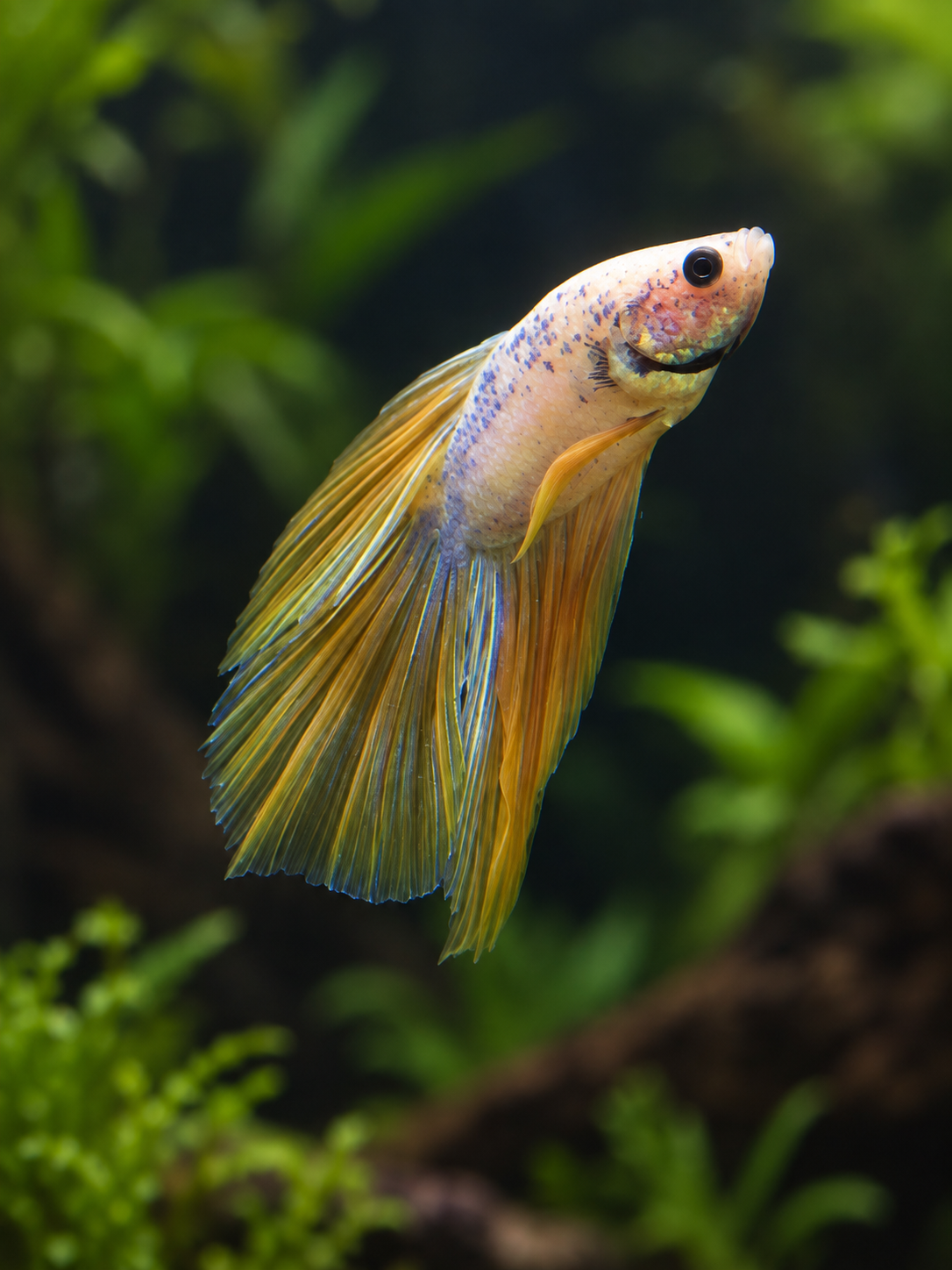 Betta-Halfmoon Neon Marble