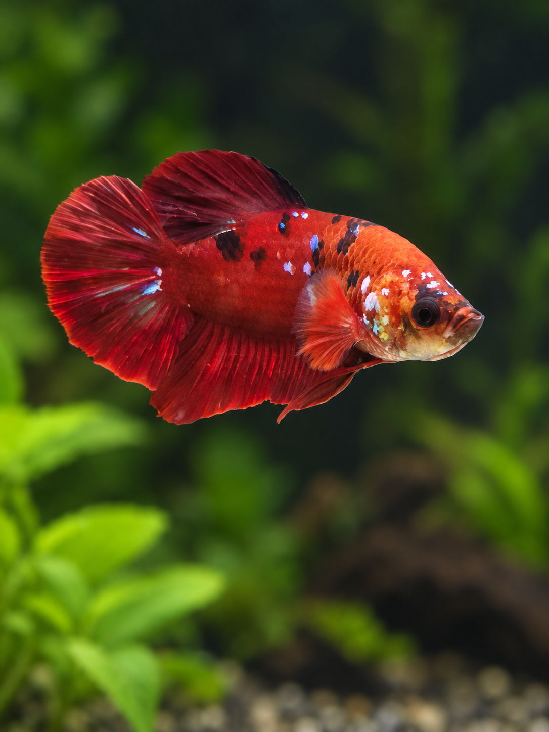 Betta Male-Koi Red Galaxy