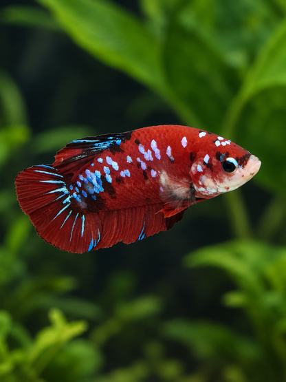 Betta Male-Koi Red Copper Galaxy