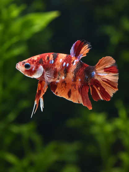 Betta Male-Koi Nemo Copper Galaxy Plakat