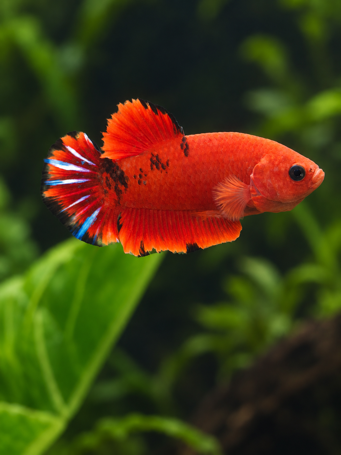 Betta-Hellboy Spiderman