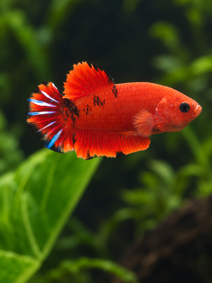 Betta-Hellboy Spiderman
