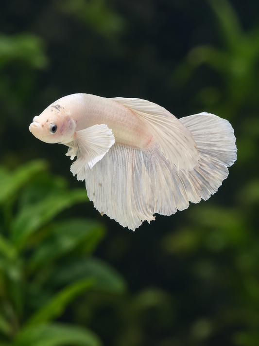 Betta Male- Platinum Dumbo