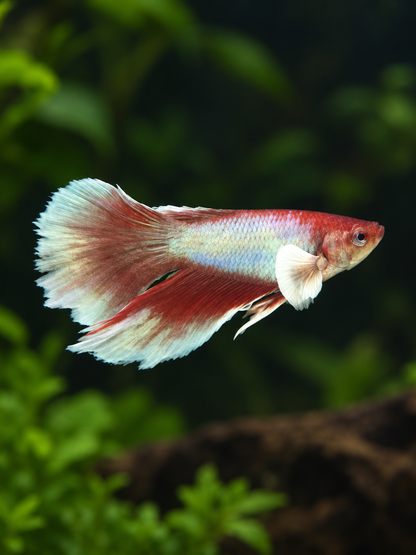 Betta-Dumbo Halfmoon