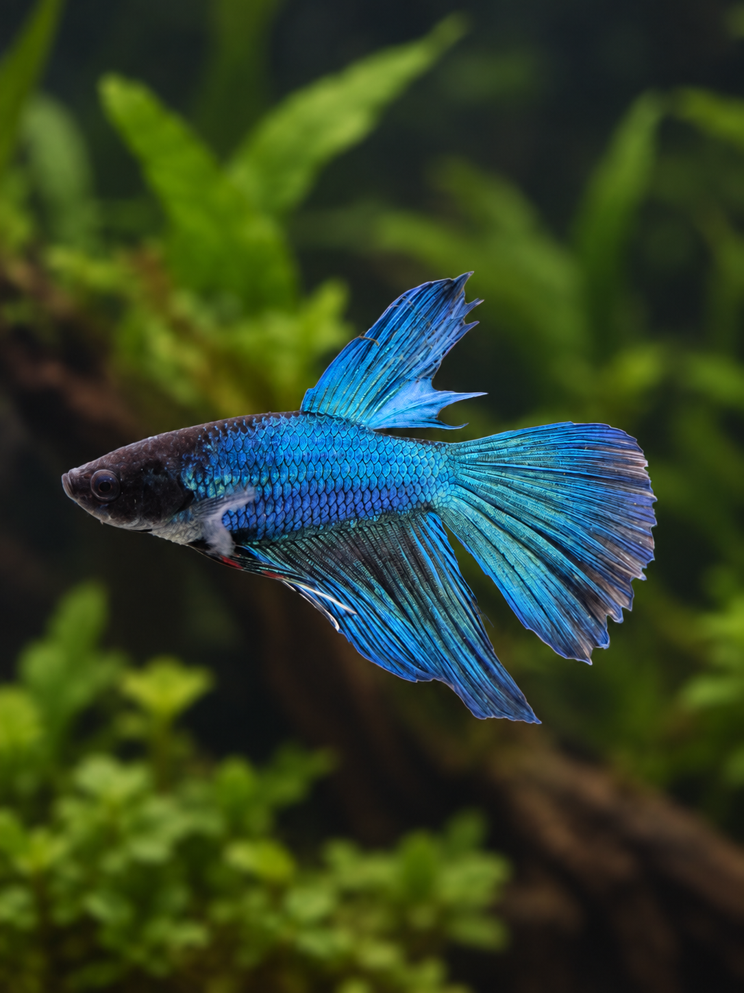 Betta-Misc