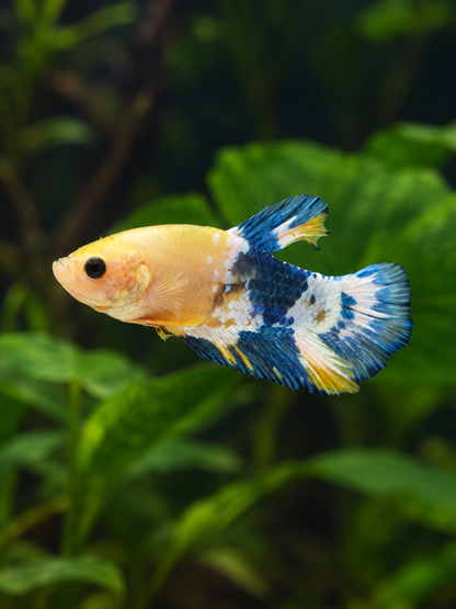 Betta Male-Yellow Fancy Plakat