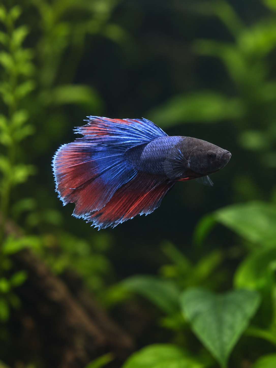 Betta-Misc