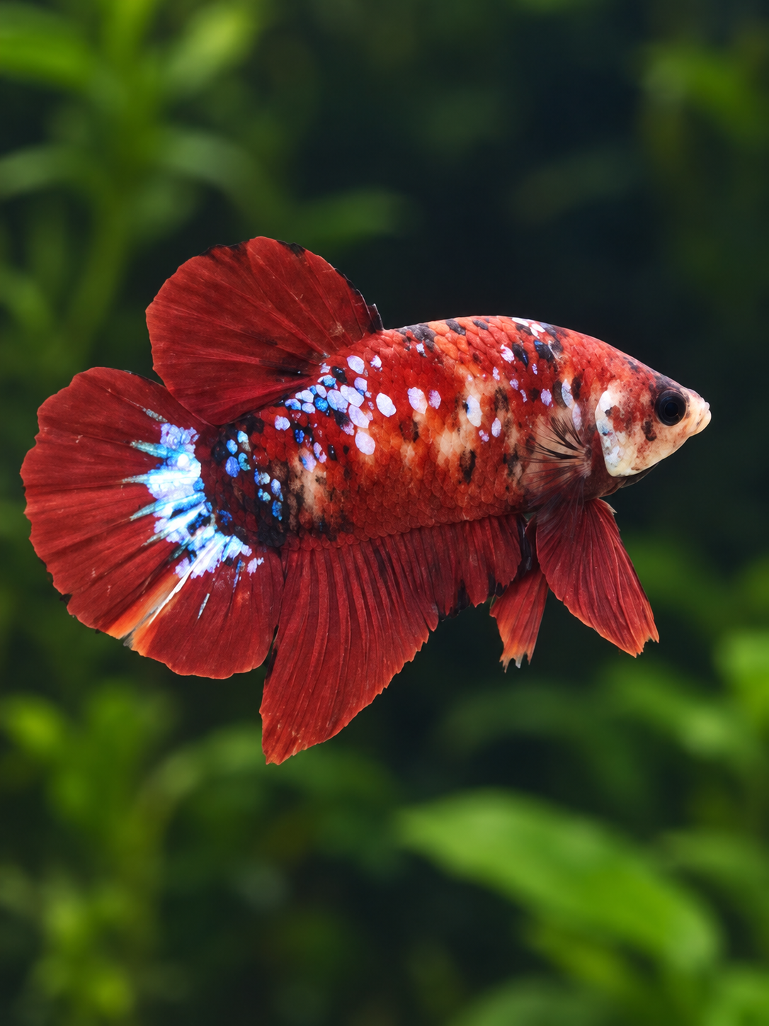 Betta Male-Koi Red Copper Galaxy