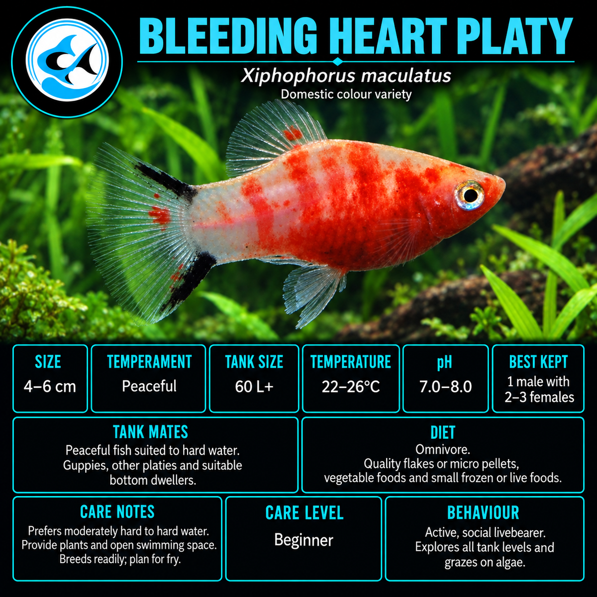 Platy-Bleeding Heart