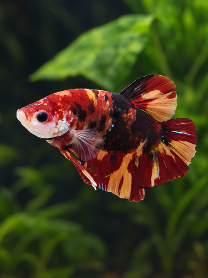 Betta Male-Koi Nemo Copper Galaxy Plakat