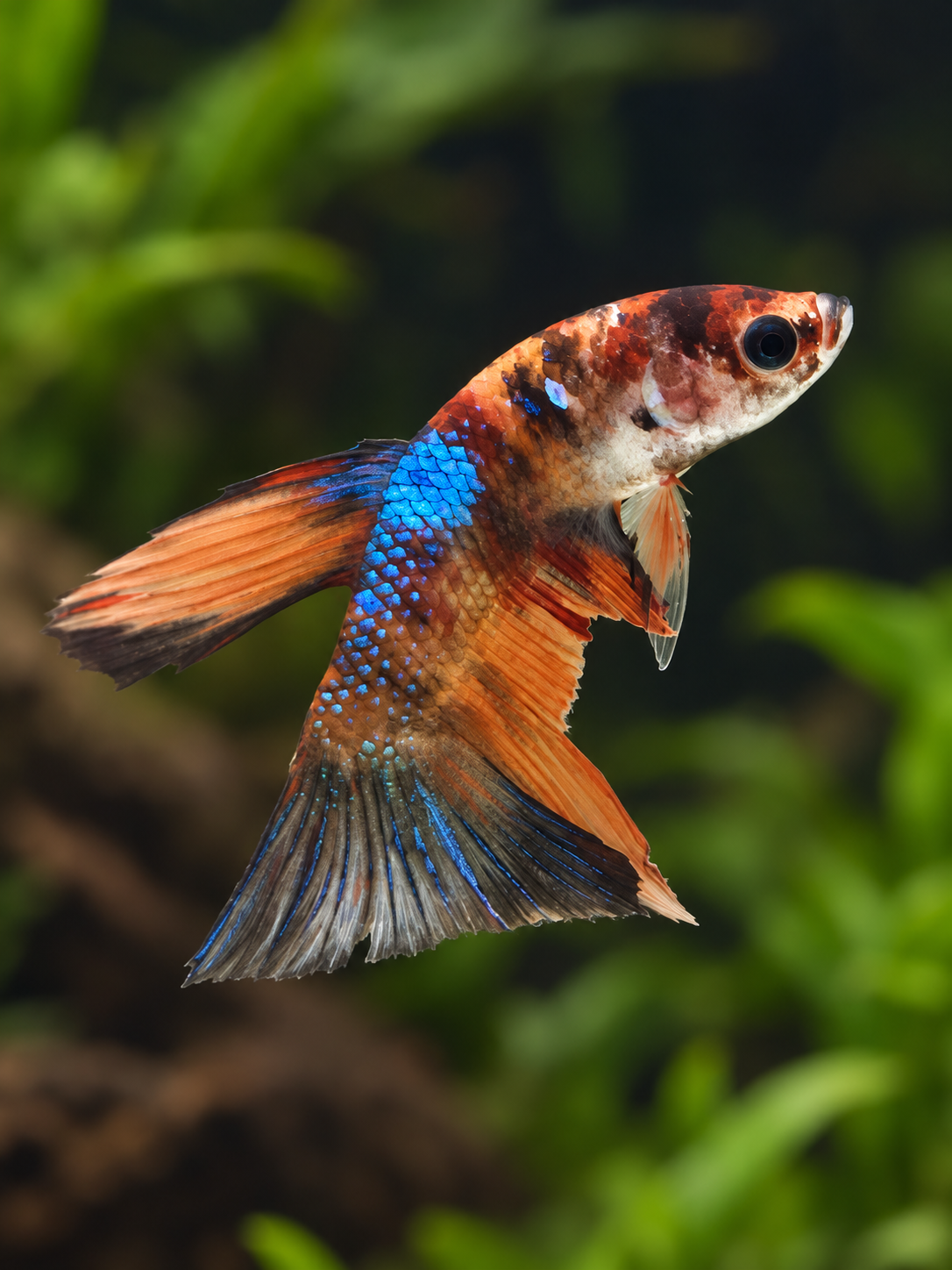 Betta-Halfmoon Assorted