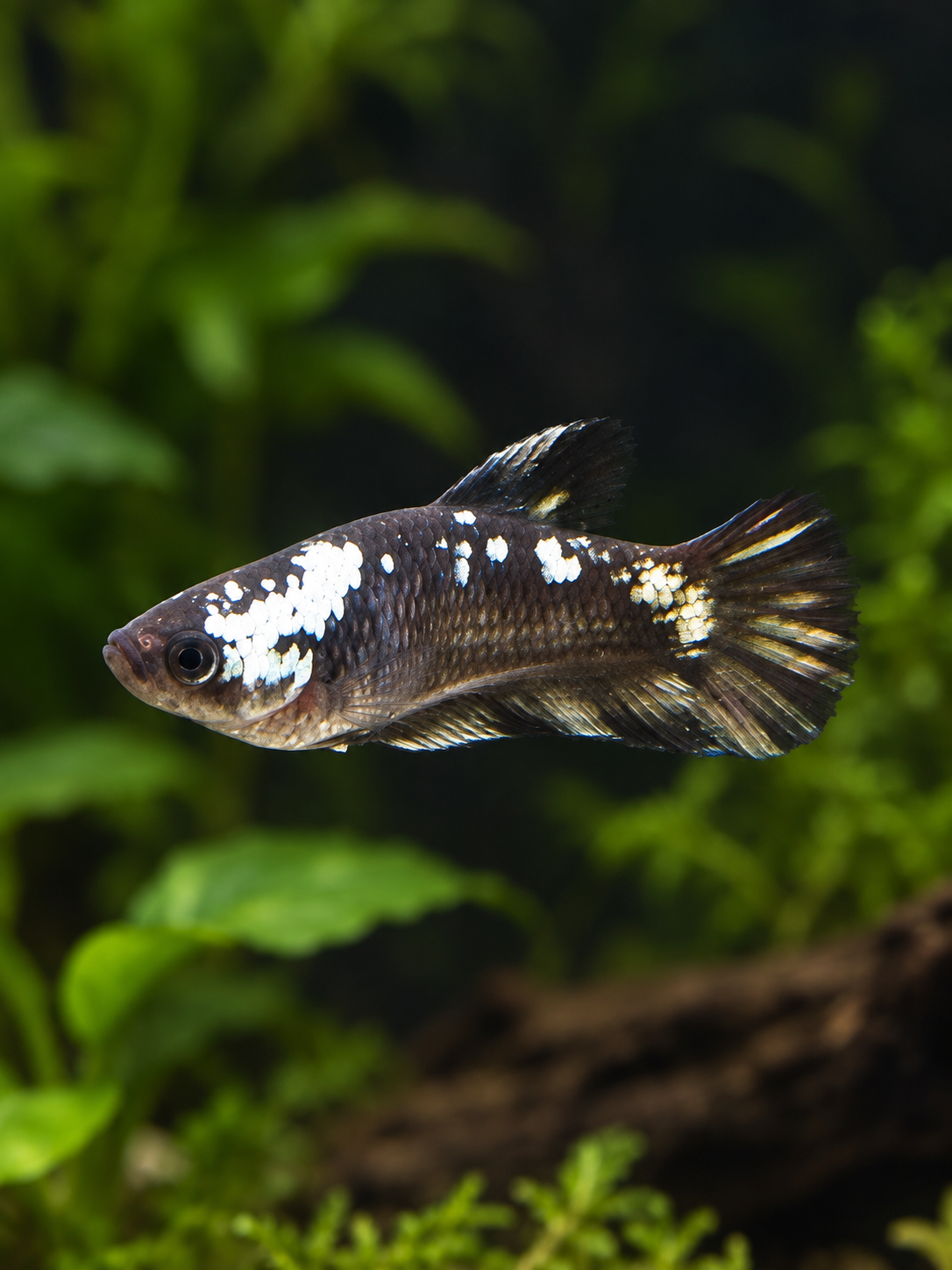 Betta-Copper Avatar Female-A Grade