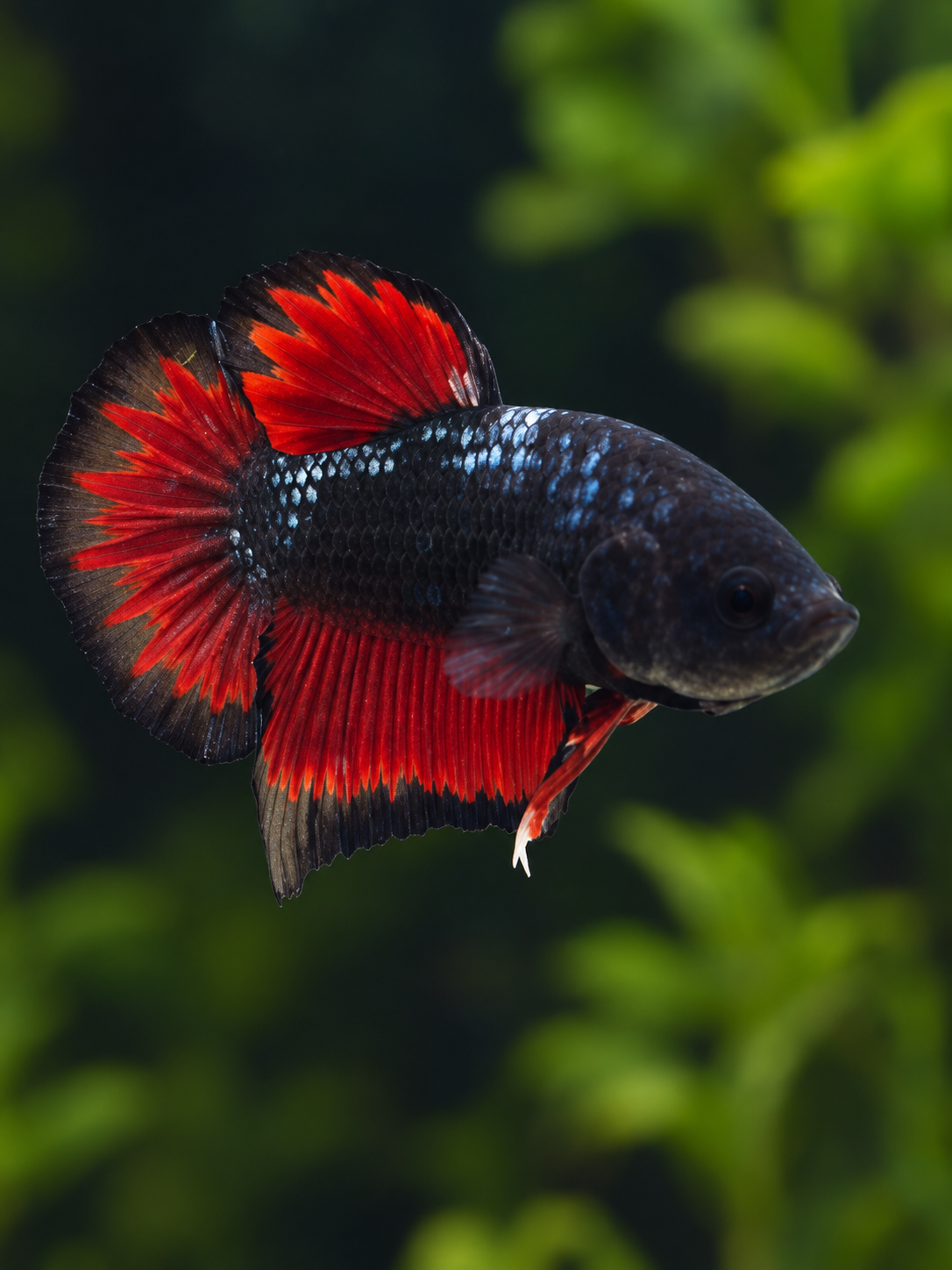 Betta-Multicolour Plakat