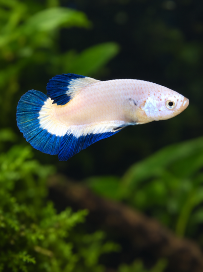 Betta-Multicolour Plakat