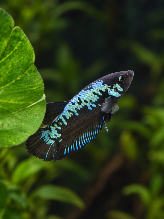 Betta Male-Blue Samurai