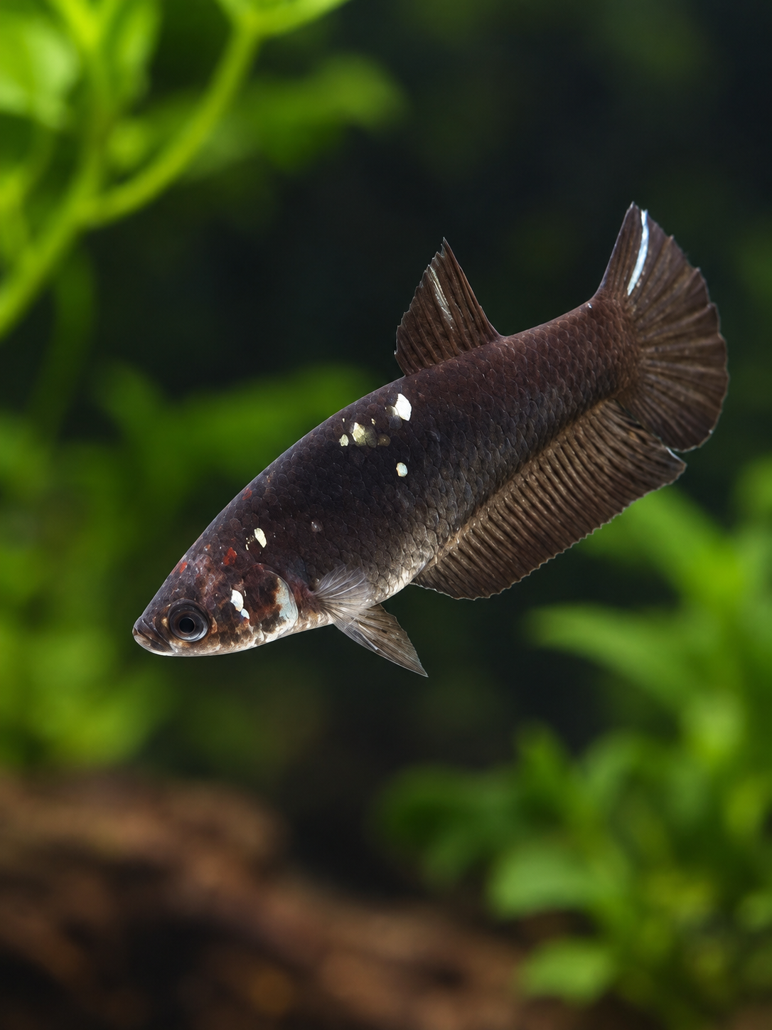 Betta-Copper Avatar Female-A Grade