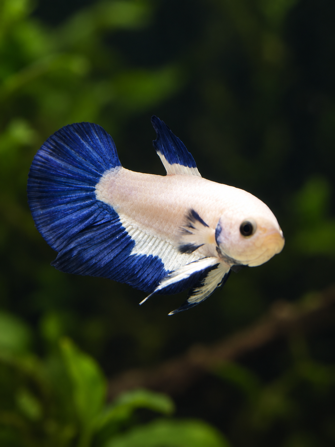 Betta-Multicolour Plakat