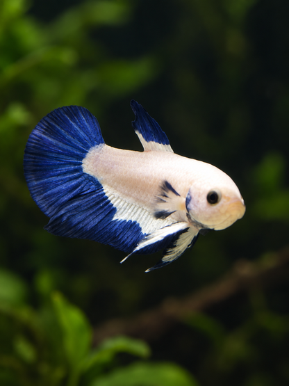 Betta-Multicolour Plakat