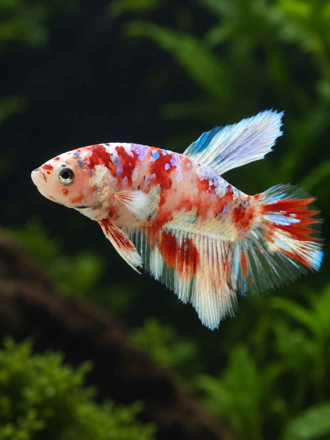 Betta-Barongsai Plakat
