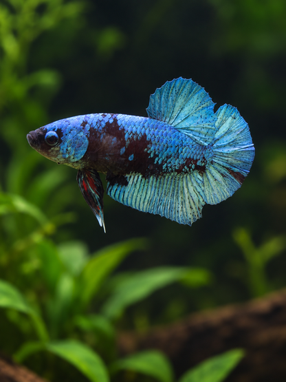 Betta-Avatar Plakat-A Grade