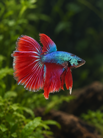 Betta Male-Halfmoons