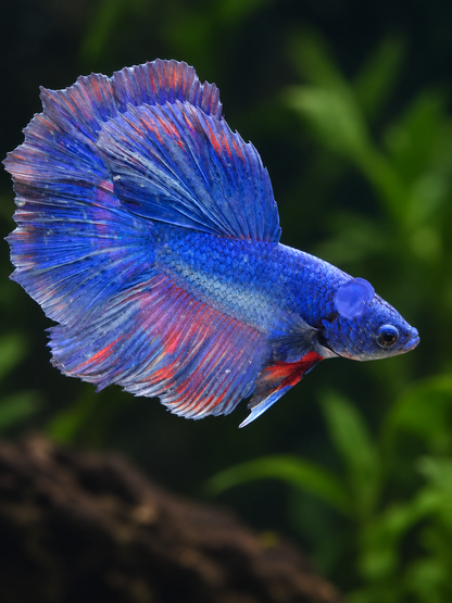 Betta-Halfmoon Assorted