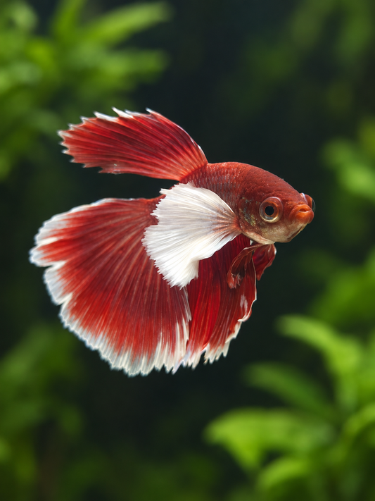 Betta-Dumbo Halfmoon