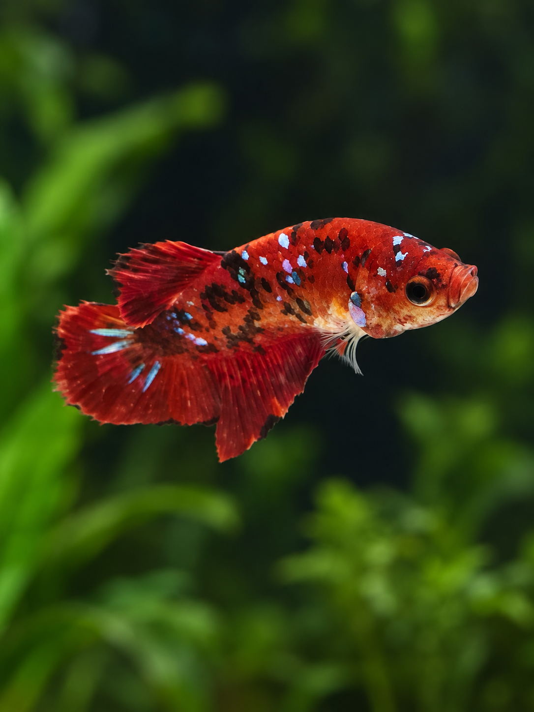 Betta Male-Koi Red Galaxy
