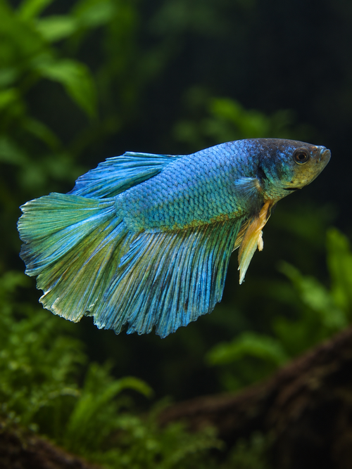 Betta-Halfmoon Mustard Gas