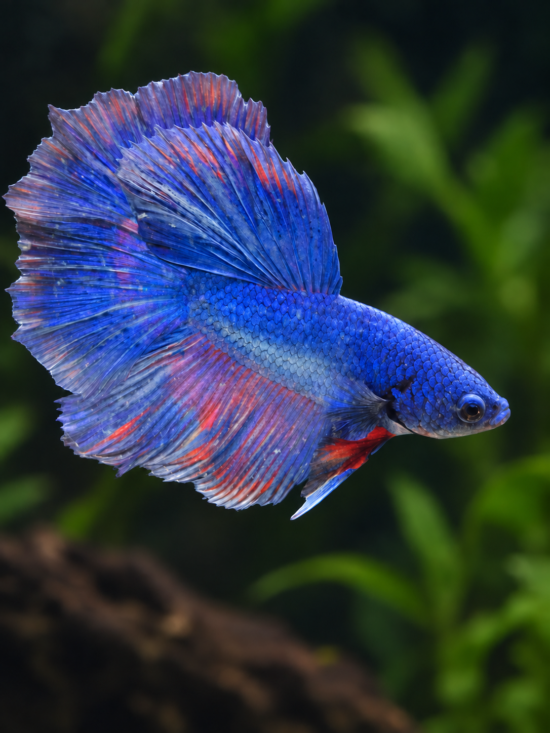 Betta-Halfmoon Assorted