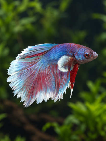 Betta-Dumbo Halfmoon