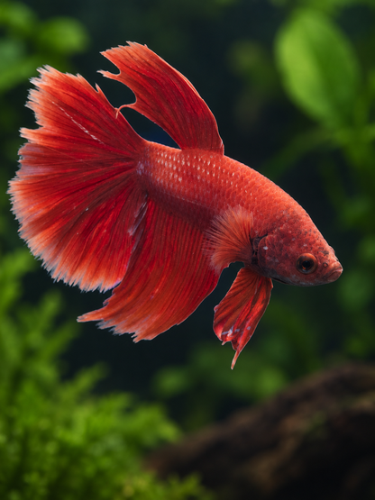 Betta-Halfmoon Assorted